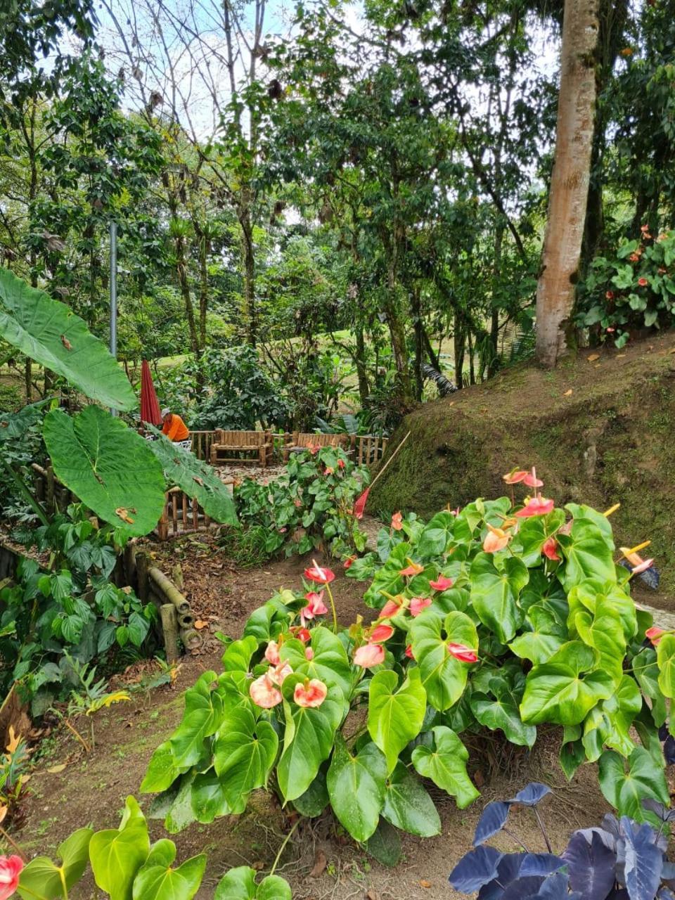 Cabanas Filadelfia Santa Rosa de Cabal Buitenkant foto